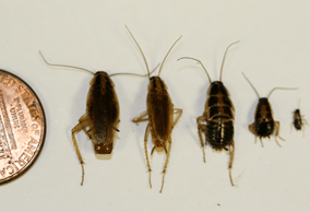 german_cockroach_nymphs